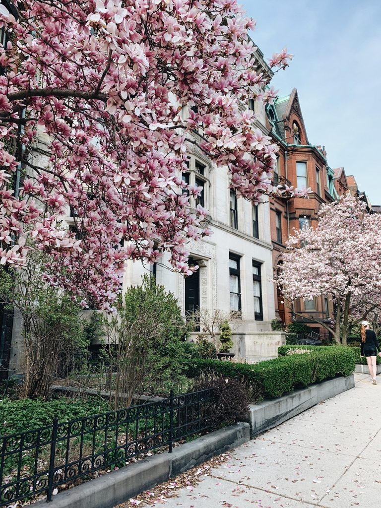 A brownstone street with magnolia trees in bloom