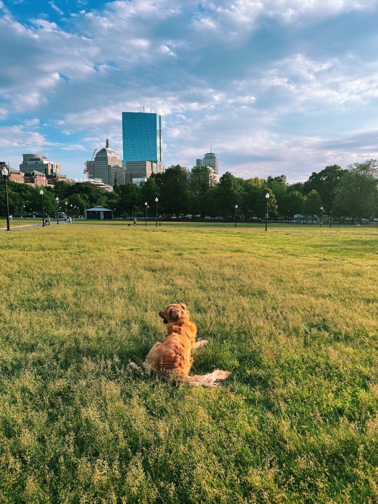 A golden retriever sitting on a wide park lawn below the city skyline