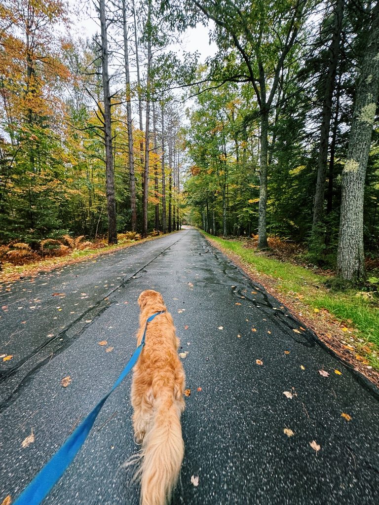 A golden retriever on a blue leash, walking down a wooded road in autumn