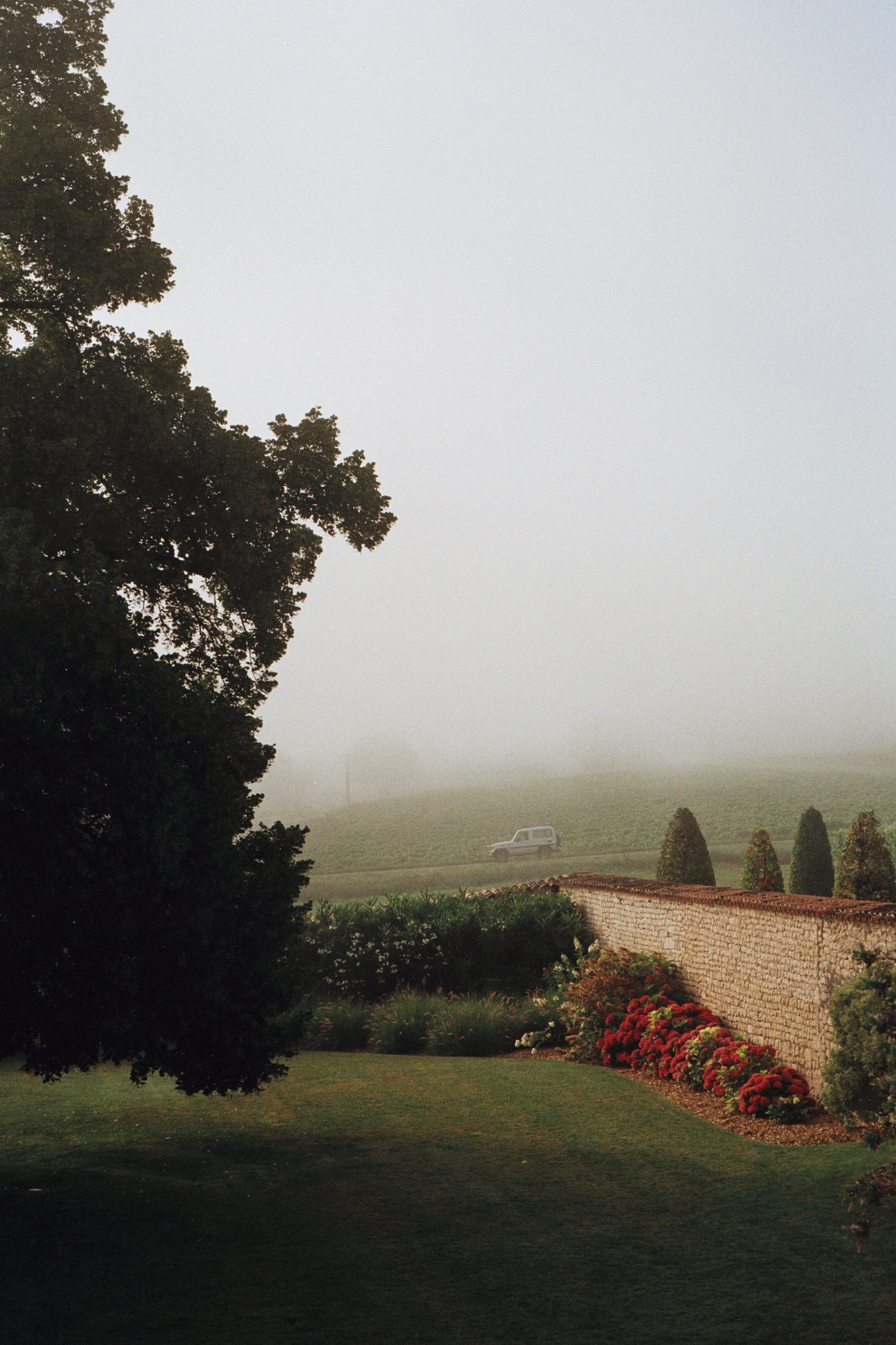 A dark tree and a garden wall disappearing into fog