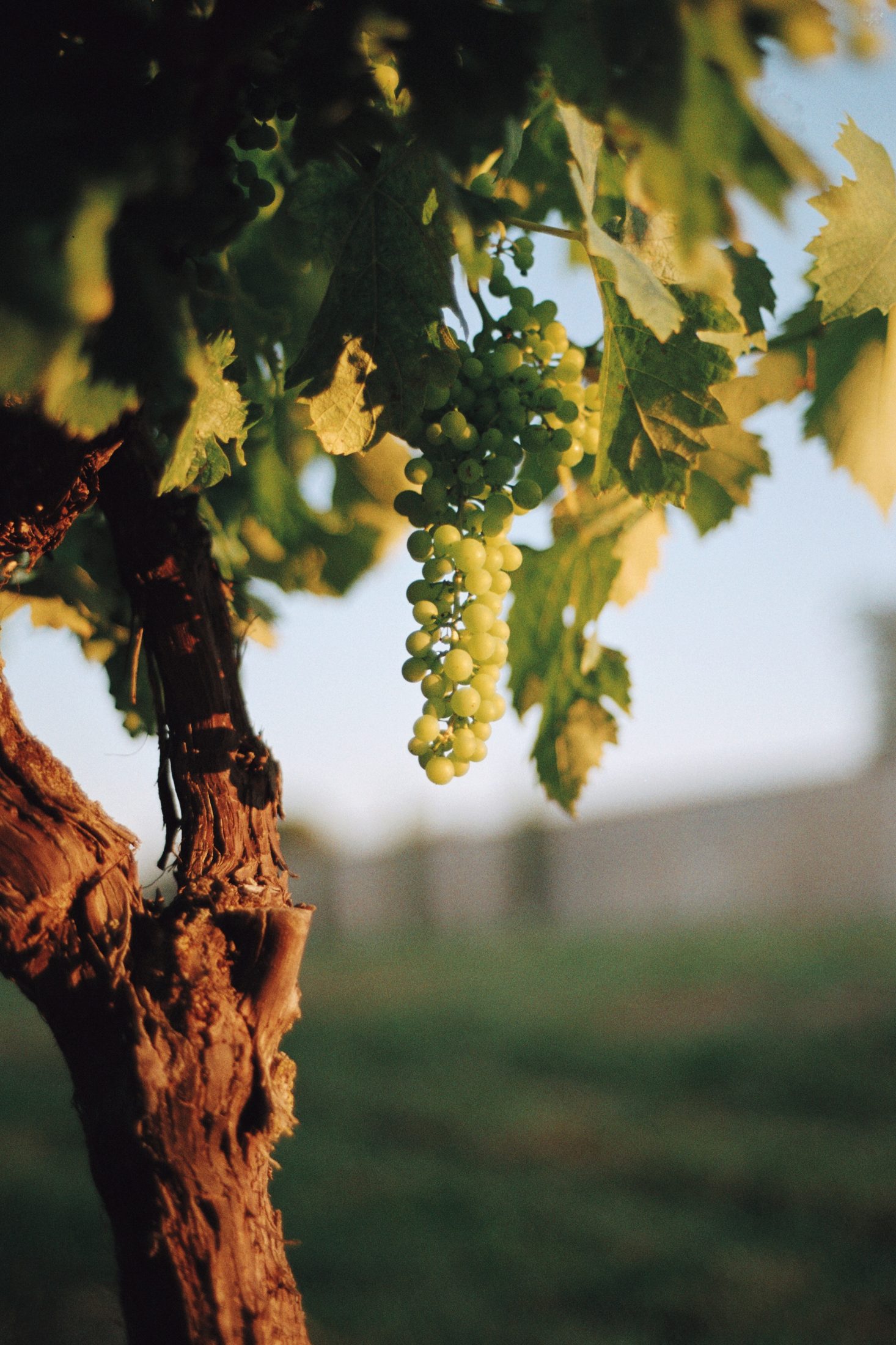A cluster of green grapes hanging from an old vine