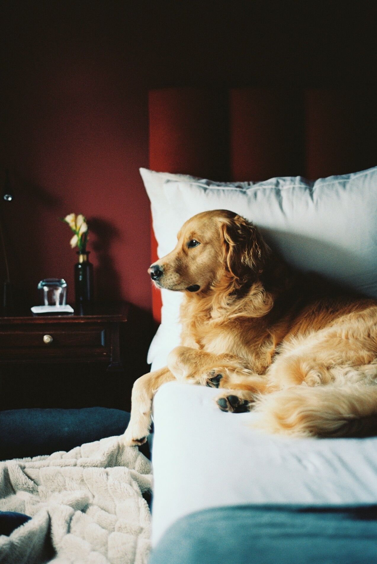 A golden retriever lying on a white bed against a red wall